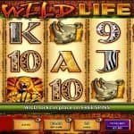 The Wild Life Slot Review